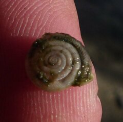 Polygyra