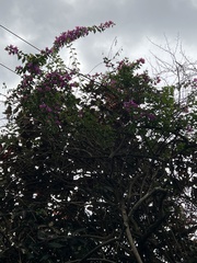 Bougainvillea glabra