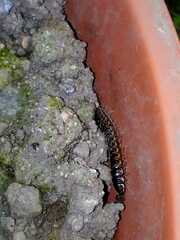 Asiomorpha coarctata