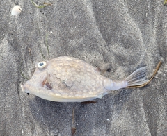 Acanthostracion quadricornis