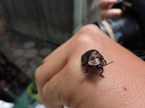 Stolas ignita