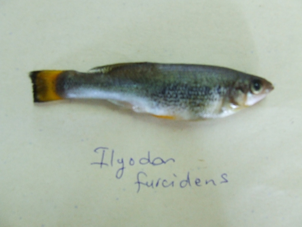 Ilyodon