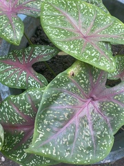 Caladium