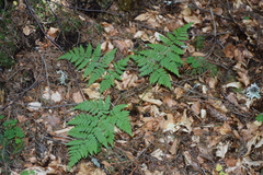 Dryopteris expansa