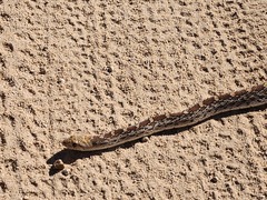 Pituophis catenifer affinis