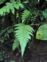 Macrothelypteris torresiana