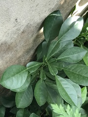 Citrus