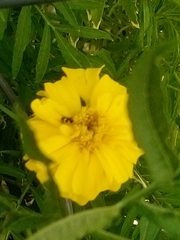 Coreopsis grandiflora