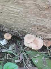 Collybiopsis dichroa