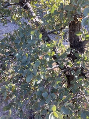 Quercus × undulata