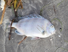 Archosargus probatocephalus