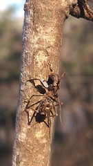 Ophiocordyceps unilateralis