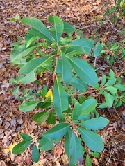 Kalmia latifolia