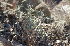 Monardella hypoleuca lanata