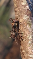Ophiocordyceps unilateralis