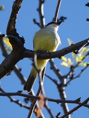 Tyrannus crassirostris