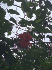 Hibiscus rosa-sinensis
