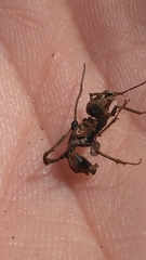 Ophiocordyceps unilateralis