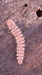 Polydesmus