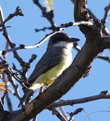 Tyrannus crassirostris