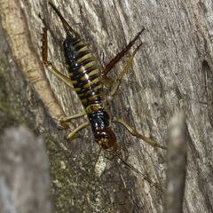 Hemideina crassidens