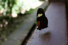 Heliconius