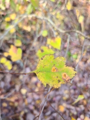 Crataegus pulcherrima