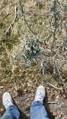 Lupinus albifrons