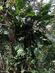 Anthurium clavigerum