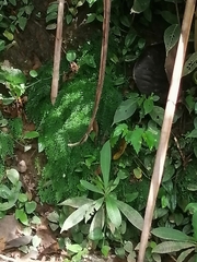 Lygodium japonicum