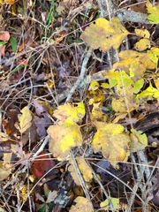 Crataegus pulcherrima