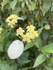 Pseudomussaenda flava