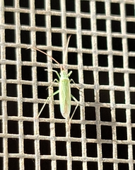 Trigonotylus caelestialium