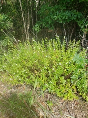 Clinopodium carolinianum
