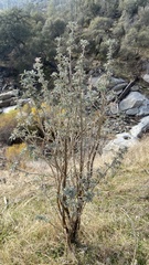 Lupinus albifrons