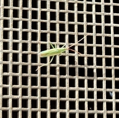 Trigonotylus caelestialium