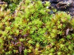 Ulota crispa
