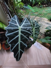 Alocasia amazonica