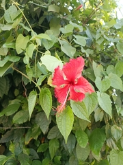 Hibiscus rosa-sinensis