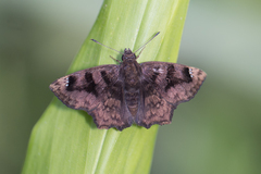 Nisoniades macarius