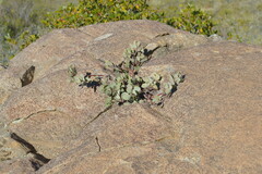 Arctostaphylos glandulosa