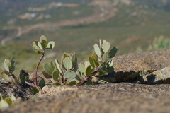 Arctostaphylos glandulosa