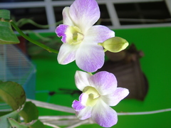 Dendrobium mutabile