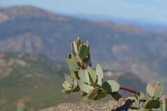 Arctostaphylos glandulosa