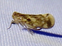 Cixiidae