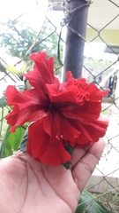 Hibiscus rosa-sinensis