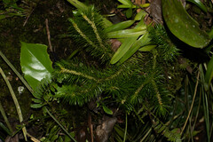 Phlegmariurus