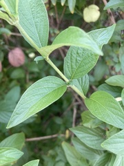 Pseudomussaenda flava