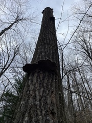 Ganoderma applanatum
