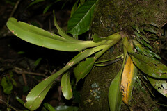 Maxillariinae